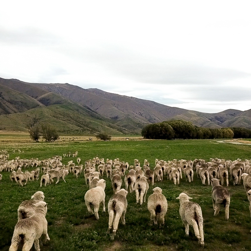 NZ 14 3.jpg